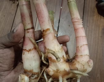 Insuline plante rhizome | Fiery Costus, plante à sucre botanique, racine vivante pour la culture