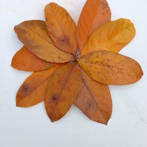 May include: A circular arrangement of eight dried, orange-brown leaves against a white background. The leaves have visible veins and some dark spots, creating a natural, autumnal aesthetic. The leaves are arranged in a flower-like pattern.