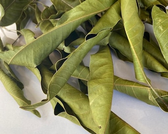 Gedroogde mangobladeren voor kruidenthee | Botanisch ingrediënt Mangifera Indica
