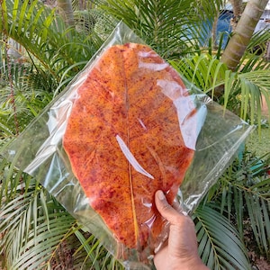 Könnte beinhalten: Ein großes, getrocknetes Blatt in einem transparenten Plastikbeutel, das eine satte orange und rote Farbe aufweist. Die detaillierte Aderung des Blattes ist sichtbar. Der Hintergrund besteht aus grünem Laub.