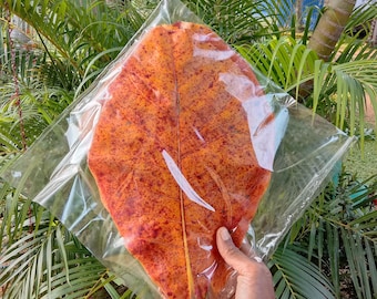 Grandi foglie di mandorlo essiccate al sole, 100% foglie di catappa invecchiate naturalmente per acquario, pesci, gamberetti