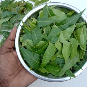 May include: A stainless steel bowl filled with fresh green neem leaves, with additional leaves scattered beside it. The leaves are a vibrant green color, with visible veins and serrated edges. The bowl is held by a hand against a white background.