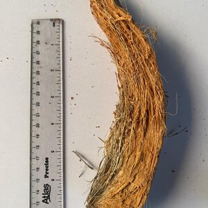 Puede incluir: Una sección de cáscara de coco, de aproximadamente 30 cm de largo, con una regla para la escala. La cáscara es marrón y fibrosa, con una textura rugosa. La regla es plateada y marcada con incrementos negros.