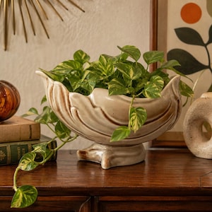 May include: A ceramic planter with a scalloped, leaf-like rim and a glossy beige finish with brown accents. The planter sits on a pedestal base and contains a trailing pothos plant with variegated green and yellow heart-shaped leaves.
