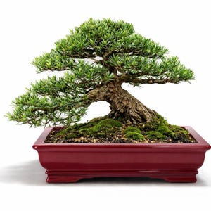 May include: A bonsai tree with dense green needle-like foliage and a thick, textured brown trunk, planted in a rectangular, glossy dark red ceramic pot. The base of the tree is covered with patches of green moss and small dark soil pebbles.