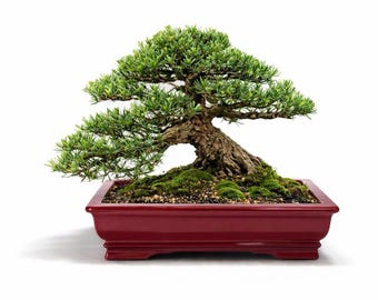 日本の常滑焼盆栽鉢：赤土、10×6×3インチ