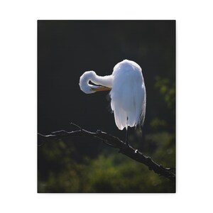 May include: A white great egret with a long neck and yellow beak stands on a dark, thin tree branch. The bird is captured in a profile view, preening its feathers against a dark, shadowed background with soft green foliage visible below.