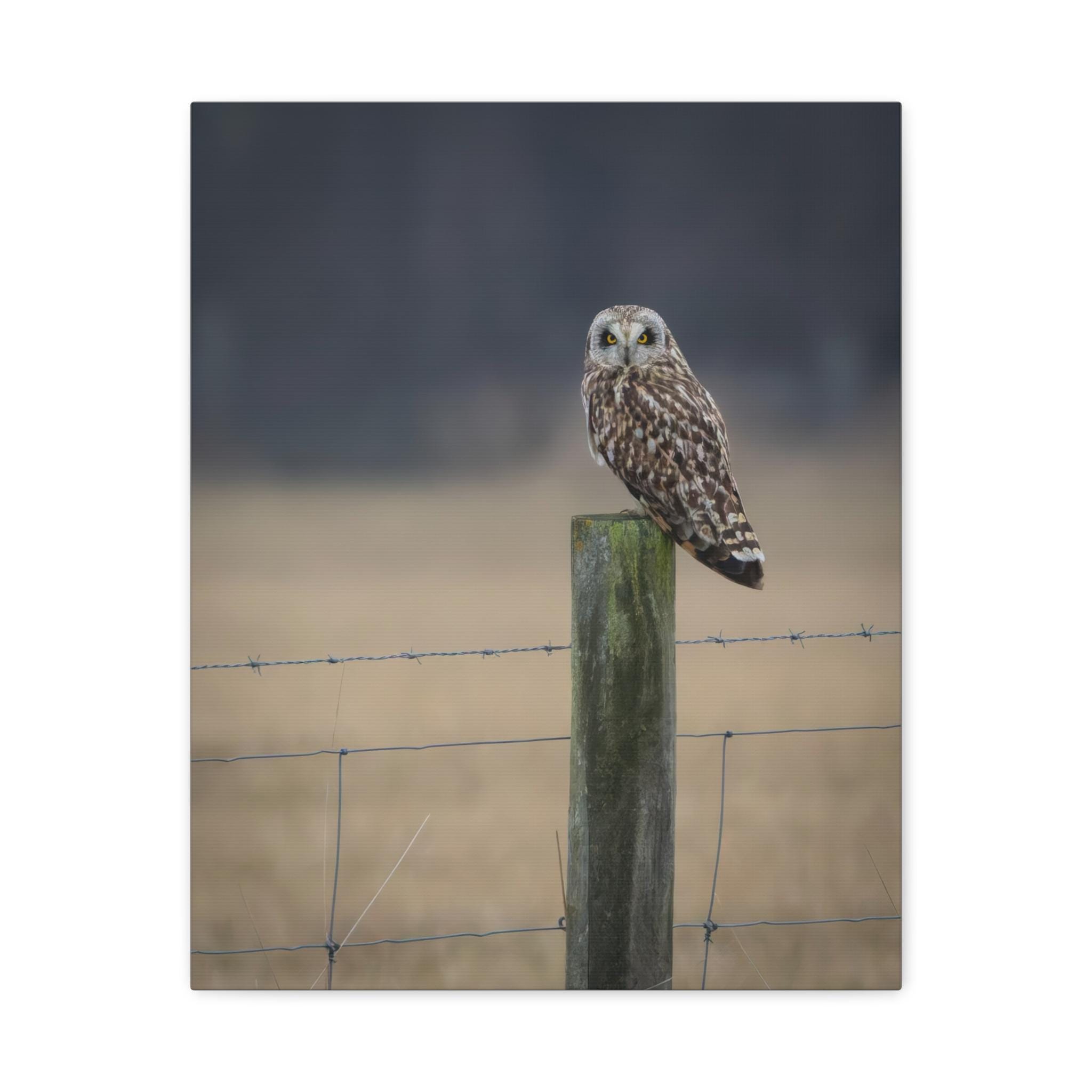 Silent Sentinel &mdash; Short-eared Owl Wildlife Photo Print, Atmospheric Nature Wall Art