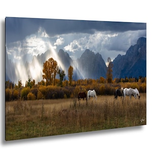 May include: A scenic landscape photograph featuring horses grazing in a field with mountains in the background. The sky is dramatic with rain and sunlight. The horses are brown, white, and black. The trees have yellow and orange leaves.