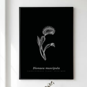 Può includere: Una stampa da parete nera incorniciata con un disegno a linee bianche di una Dionaea muscipula, nota anche come venere acchiappamosche. Il testo sotto l'illustrazione botanica recita Dionaea muscipula e CARNIVOROUS PLANT SPECIMEN in carattere bianco.