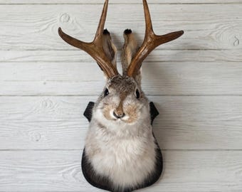 Jackalope Taxidermy Wall Mount | Faux Deer Head Wall Decor | Rustic Cabin Lodge Decor | Gothic Woodland Home Gift
