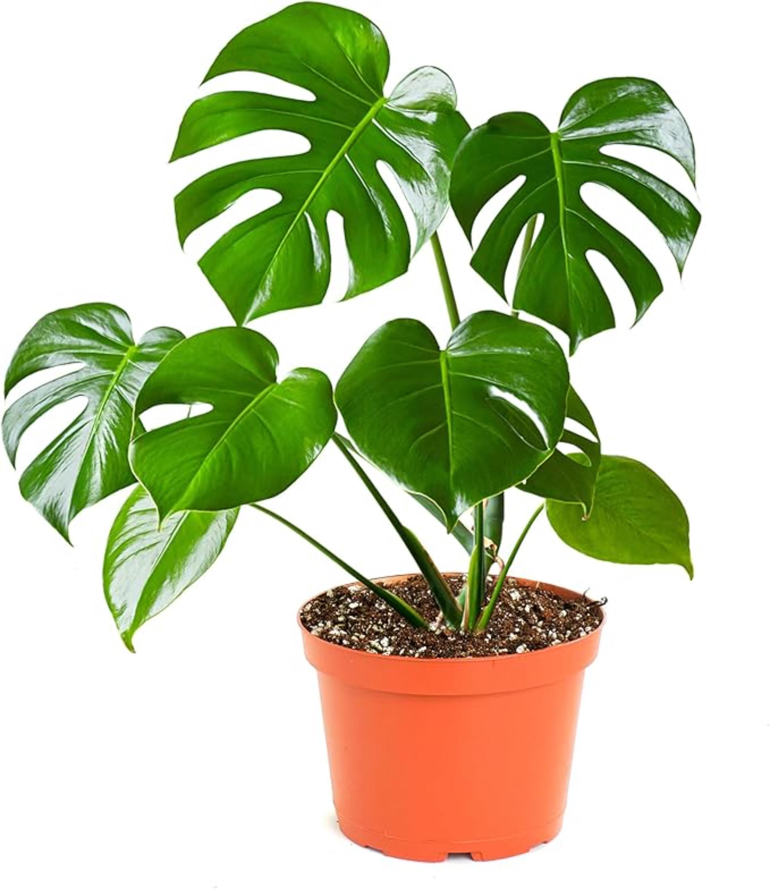 Monstera Deliciosa 6 Inch - Etsy