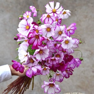 Mix Candy Striped Bloom Cosmos Frön – Lättodlade snittblommor i trädgården, GMO-fri, arvskvalitet, pollinatörvänliga