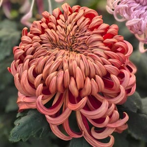 May include: A close-up shot of a coral chrysanthemum flower with layered petals, set against green leaves and other pink flowers. The flower's centre is a darker red. The image includes the text "Where Love Grows" and "GTGM Garden Seed Shop."