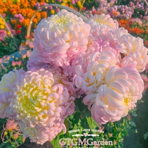 May include: A close-up of a bouquet of large chrysanthemums in pink, yellow, and white. The flowers have a layered petal structure and are held in a gloved hand. The background shows a colorful flower field. The text "Where Love Grows" and "GTGM Garden Seed Shop" is visible.