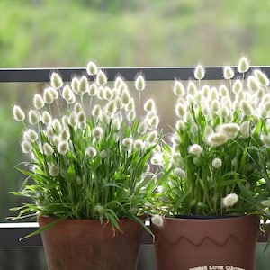 Può includere: Due vasi di terracotta pieni di piante verdi e fiori bianchi e soffici. I vasi sono su una superficie di legno con uno sfondo verde sfocato. Il vaso a destra ha il testo "WHERE LOVE GROWS GTGM Garden SEED SHOP".