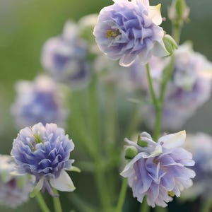Puede incluir: Primer plano de varias flores de aguileña de color púrpura claro y blanco con pétalos rizados. Las flores están en varias etapas de floración, con algunos capullos visibles. El fondo es de un verde suave, creando un tema floral natural.