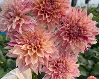 Streifen Café au Lait Dahlie Samen (25 Samen) - Riesige Doppelblüten, P, Schnittblumengarten, einfach zu züchten, Cottage Garden Favorit