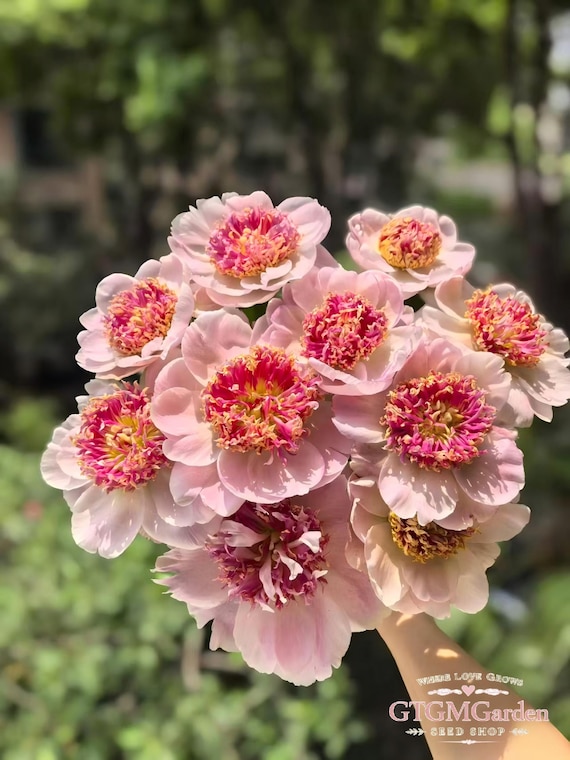 Pink Double Peony Seeds (15 Seeds) – Heirloom Perennial Flower for Cut Garden, Long Blooming Cottage Garden Flowers, Fall Planting