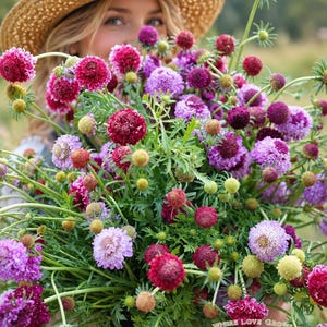 30 blandade Scabiosa-blomfrön – Nåldyneblomma, Fjärilsträdgård, Snittblomsbukett, Lättodlad, Stugträdgårdsarv, Sommarblomning