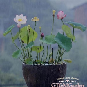 May include: A dark brown textured bowl containing a lotus plant with green leaves, pink and white flowers, and yellow centres. The plant features several buds and stems. The text "WHERE LOVE GROWS GTGMGarden SEED SHOP" is visible in the bottom right corner.