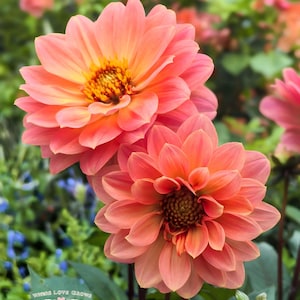 Könnte beinhalten: Nahaufnahme von zwei leuchtend pfirsichfarbenen Dahlienblüten mit gelben Zentren. Die Blütenblätter sind geschichtet und bilden eine volle, abgerundete Blüte. Der Hintergrund ist ein weicher Unschärfeverlauf aus grünem Laub und anderen Blumen. Der Text "Where Love Grows GTGM Garden Seed Shop" ist enthalten.
