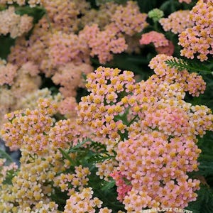 May include: Clusters of small, pale pink yarrow flowers with yellow centres and fern-like green foliage. The bottom right corner features white text that reads WHERE LOVE GROWS, TGMGarden, and SEED SHOP with a small heart icon between the words.