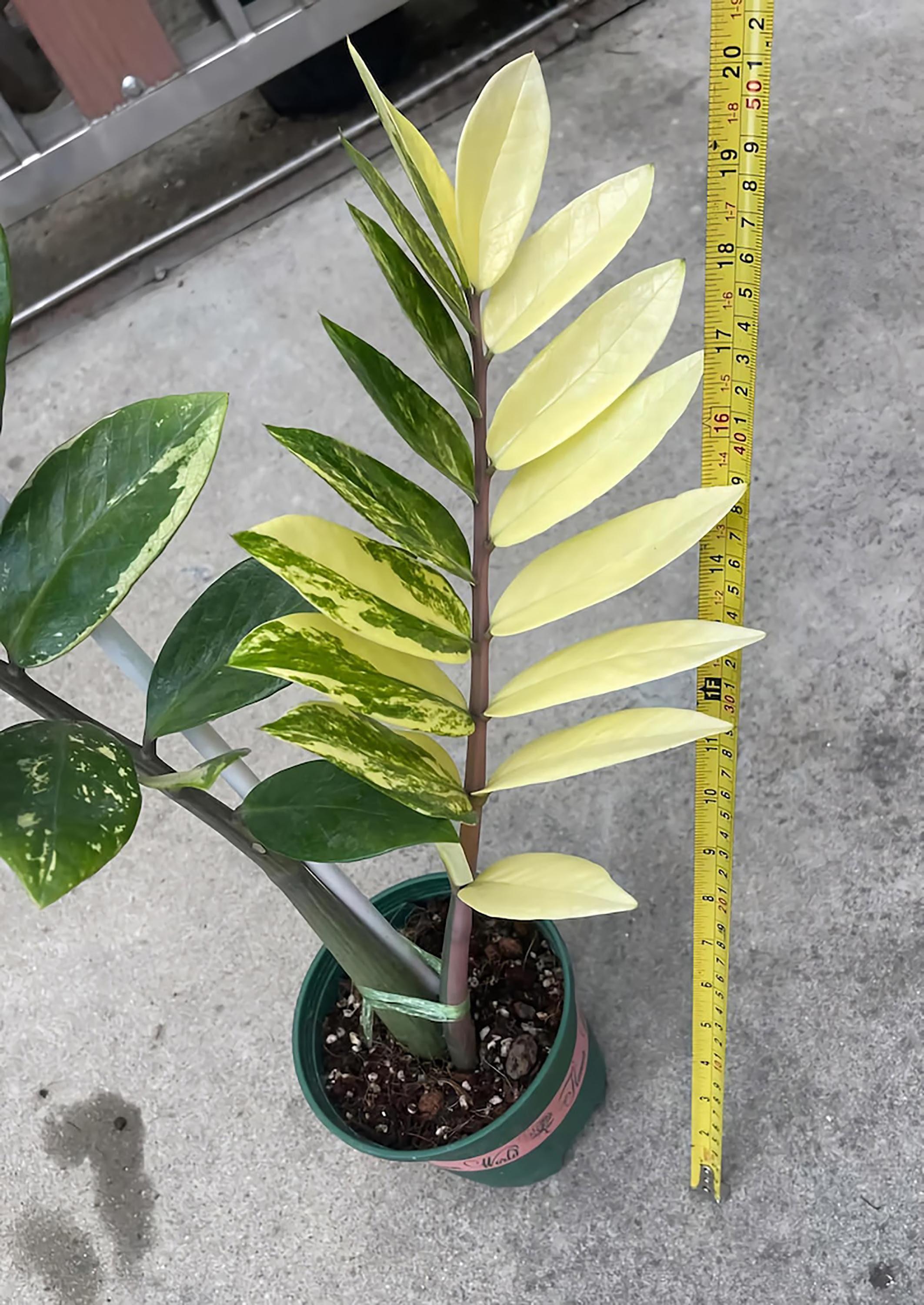 Variegated zz plant - Etsy 日本