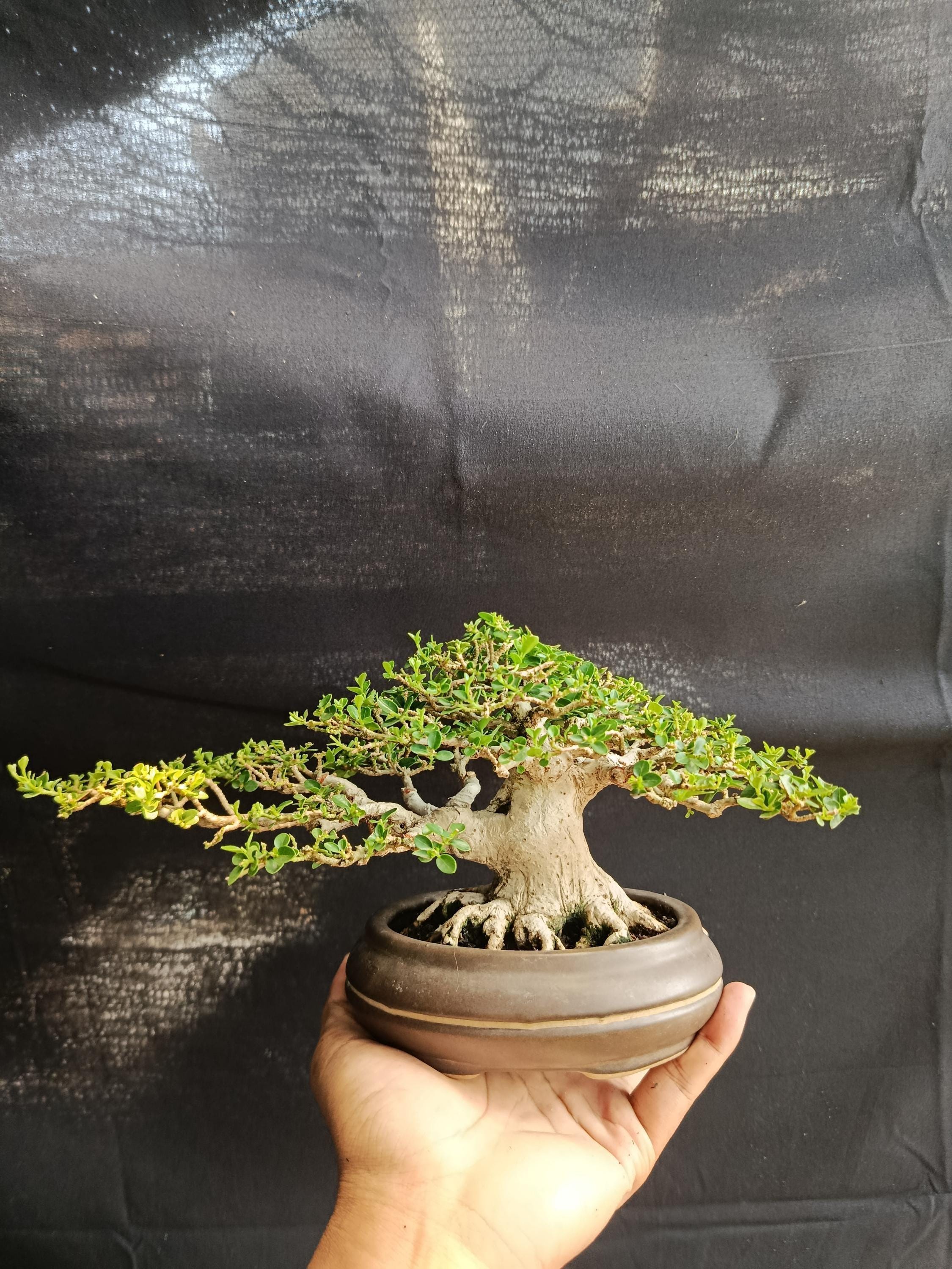 Juniper bonsai kit - Etsy 日本