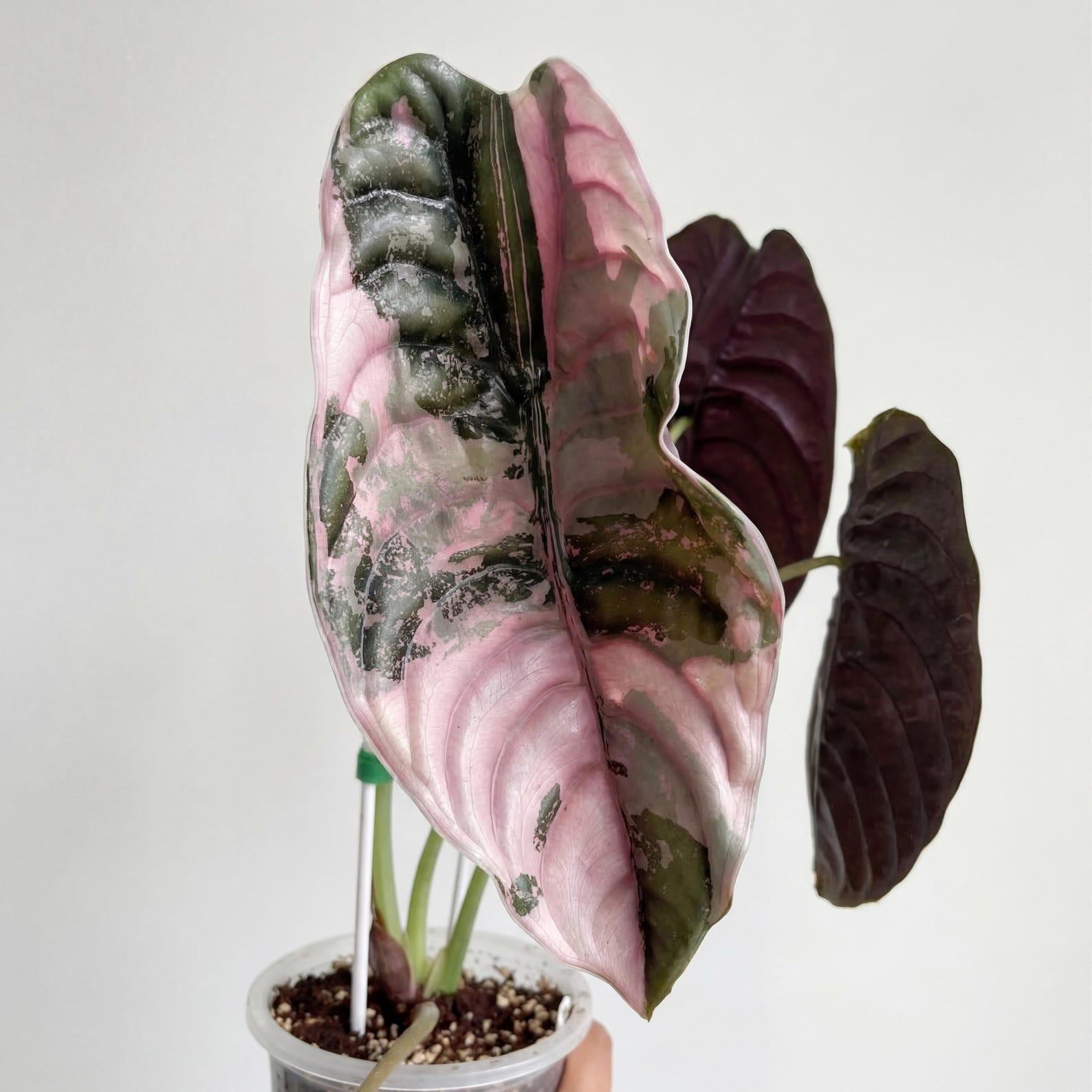 Variegated Alocasia Cuprea Pink - Etsy