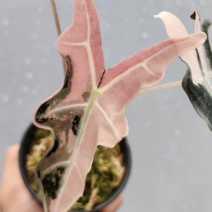 Alocasia nobilis pink variegated - Etsy 日本