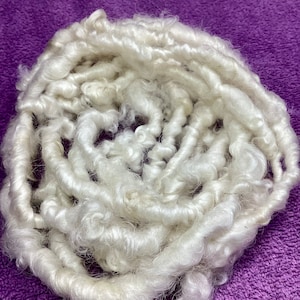 May include: A pile of white, curly wool fibers, tightly coiled. The fibers have a soft, fluffy texture and are arranged in a circular pattern. The background is a solid purple color, providing contrast to the white wool.