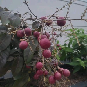 Röd rubinträd (Dimocarpus longan) – Ympad levande växt 40–70 cm | Söt tropisk frukt