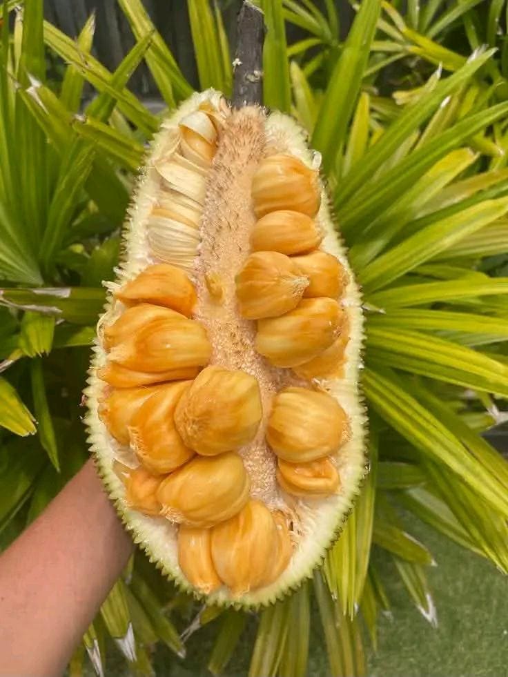 沖縄産Cempedak il_fullxfull.8456328246_1pl3.jpg