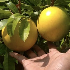 Pode incluir: Dois frutos redondos, lisos e amarelos pendurados num ramo de árvore com folhas verdes. Os frutos têm uma aparência firme e esférica com uma textura de pele mate. A folhagem consiste em folhas verdes alongadas e pontiagudas.