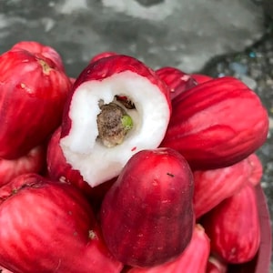 May include: A close-up of a pile of fresh, ripe rose apples. The fruits are a vibrant red color with a white interior and a seed visible in one of the cut apples. The rose apples are in a red bowl.