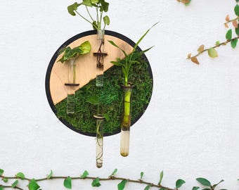 Round moss wall art living plant propagation water plants; mid century, boho, customized, personalized, propagation station, wall vase