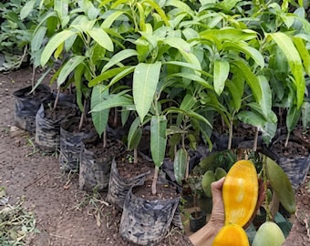 Kiojay Mango Live Plant | Mangifera indica Tropical Fruit Tree Seedling | Grafted Mango Plant for Home Garden & Tropical Orchard