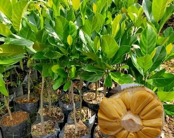 Grafted Honey Jackfruit J33 Plant Artocarpus heterophyllus Live Jackfruit Tree Seedling Tropical Fruit Plant