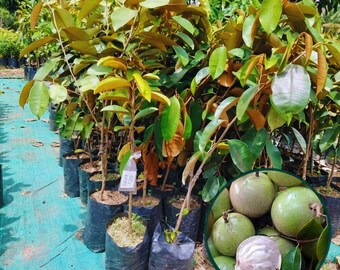 Planta viva de manzana estrella verde (Chrysophyllum cainito), plántula de árbol frutal tropical / Planta de caimito verde para jardín doméstico y colección de frutas raras.