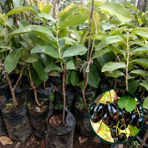 Puede incluir: Una colección de plantones jóvenes de Syzygium cumini plantados en bolsas de vivero de plástico negro individuales. Las plantas tienen tallos marrones delgados y hojas de color verde vibrante. Un círculo insertado muestra un racimo de frutos de jamun maduros de color púrpura oscuro.