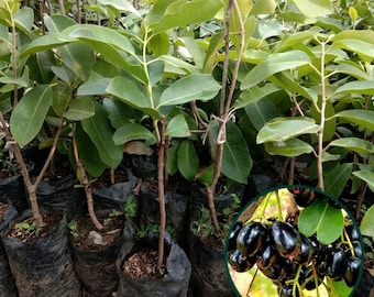 Planta viva de ciruela negra de Java / Plántula de árbol frutal tropical Syzygium cumini / Planta Duwet Hitam para jardín doméstico y colección de frutas raras