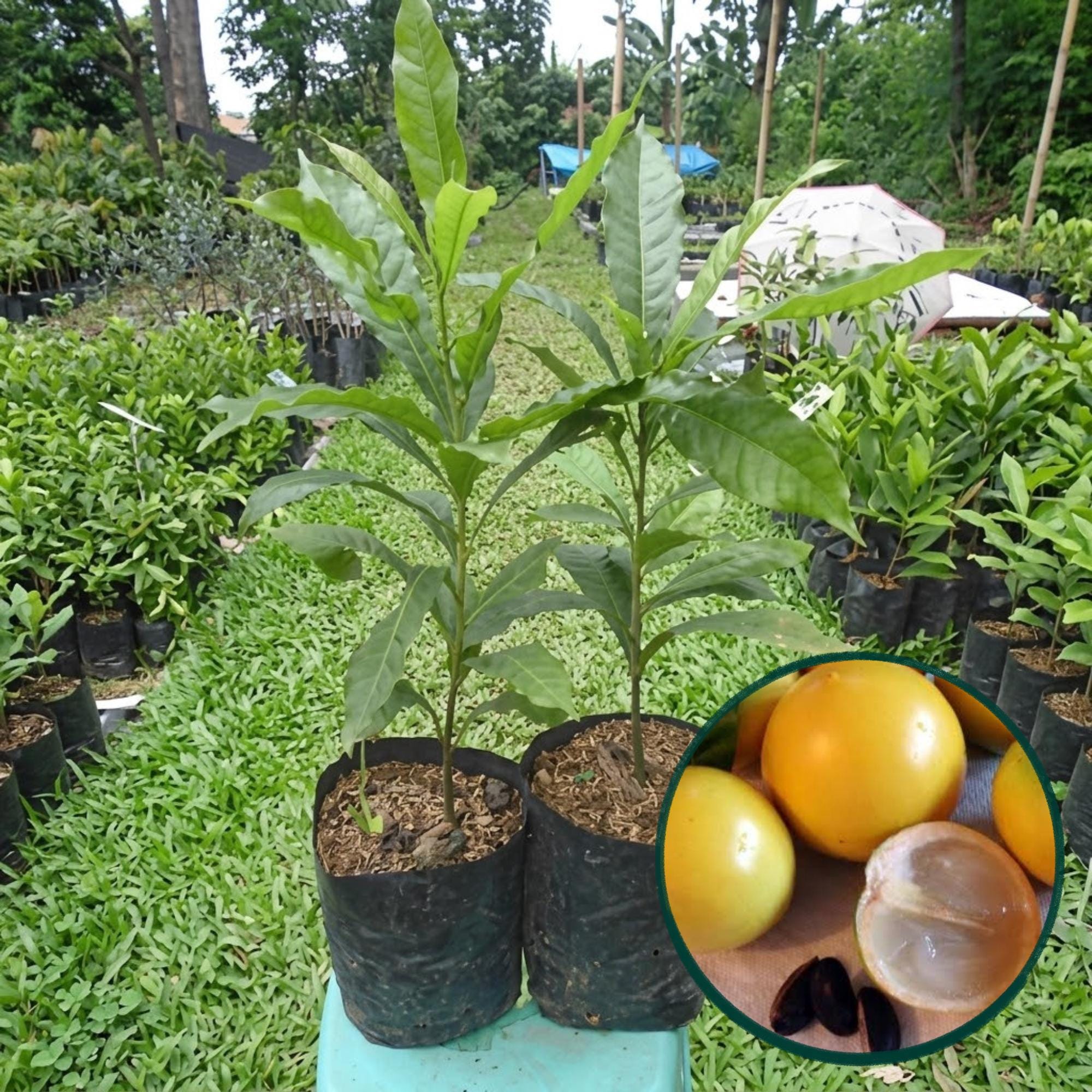 Abiu fruit - Etsy 日本