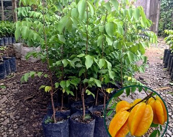 Planta gigante de carambola (Averrhoa carambola) Plántula viva de árbol frutal tropical procedente de Indonesia