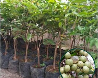 Żywa roślina Durian Aroma Longan | Sadzonka drzewa owocowego Dimocarpus longan | Rzadka roślina longan do ogrodu domowego