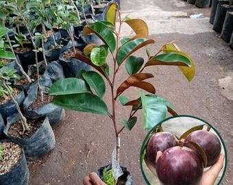 Purple Star Apple Live Plant  Chrysophyllum cainito Tropical Fruit Tree Seedling | Kenitu Ungu Plant for Home Garden & Rare Fruit Collection