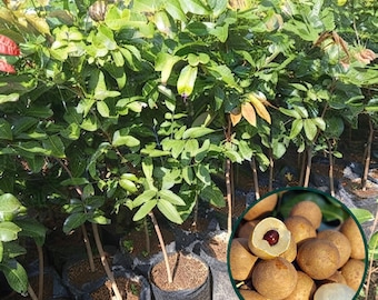 Żywa roślina Puangray Longan | Sadzonka drzewa owocowego Dimocarpus longan | Rzadka roślina longan do ogrodu domowego i sadu