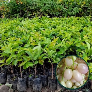 Planta viva de ciruela blanca de Java / Syzygium cumini, plántula de árbol frutal tropical raro / Planta de Juwet blanca para jardín doméstico y coleccionistas de plantas