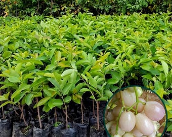 Planta viva de ciruela blanca de Java / Syzygium cumini, plántula de árbol frutal tropical raro / Planta de Juwet blanca para jardín doméstico y coleccionistas de plantas