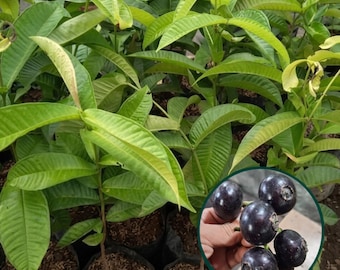 Gowok Live Plant | Syzygium polycephalum Rare Tropical Fruit Tree | Exotic Fruit Plant for Home Garden & Plant Collectors